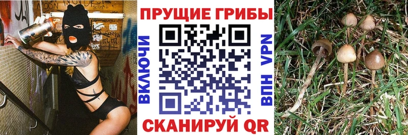 дарнет шоп  Унеча  Галлюциногенные грибы Cubensis 
